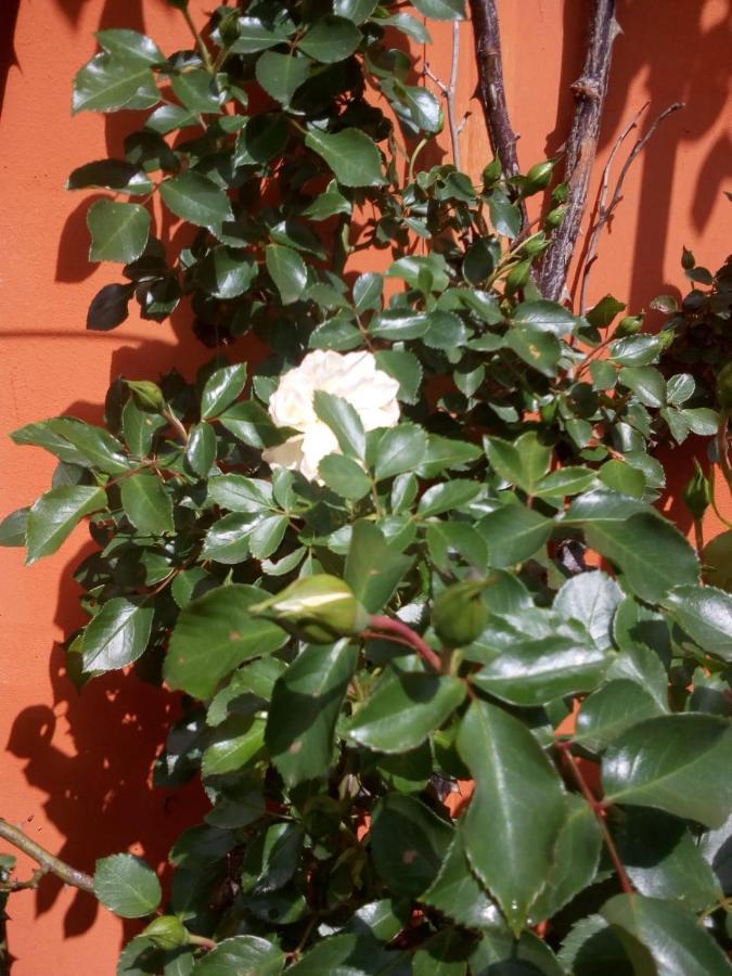 B&B Antica Corte Lombarda Mortara Exterior foto